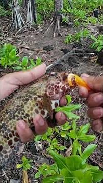 He catches magnificent fish ￼