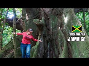 The tour to the BIGGEST Tree in Jamaica.