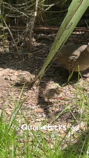 California Quails at Zealandia: A Conservation Story
