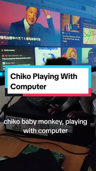 Chiki Baby Monkey Playing with Computer Fun