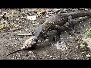 New🐭Komodo Dragons Catch and Eat,Swallow Wild Rats Alive