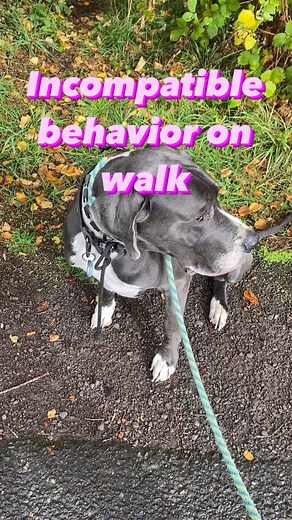 Training an incompatible behavior means teaching a dog an alternative behavior — such as “sit” — that is incompatible with an undesirable behavior, like leash reactivity. It’s a positive reinforcement method that teaches dogs like Nox how to behave on walks and sets him up for success in the future! . . . . #koruk9 #dogtrainingeducationmonth #balanceddogtrainer #balanceddogtraining #positivereinforcement #positivereinforcementtraining #incompatiblebehavior | Koru K9 Dog Training & Rehabilitation