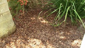 You can't enjoy your pool in the summer well enough if #mosquitoes are around. Check out this video on Permethrin 10%. | Solutions Pest & Lawn