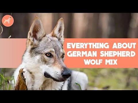 German Shepherd Wolf Mix: Is This Legendary Breed A Good Choice?