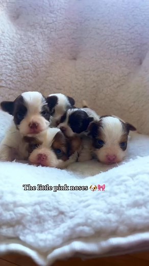 2.4K views · 43 reactions | Parti yorkies  #partiyorkies #pink #chocolate #pretty #puppies | Peace Puppies | Facebook