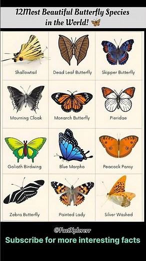 Butterfly Species Explained #Shorts