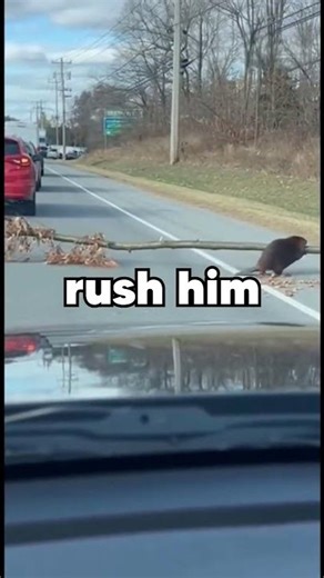 Beaver Stops Traffic While Carrying a Giant Tree #funnyanimals #beaver