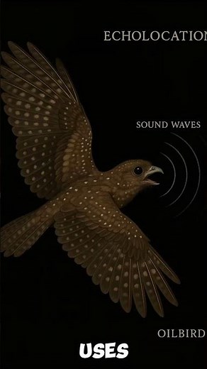 The Bird That Hunts Like a Bat — Oilbird