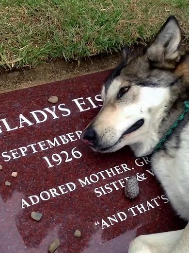 💔 #animal #animals #dog #sad #emotional #perros #life