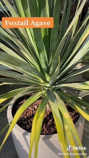 Exploring Foxtail Agave: A Plant Lover's Guide