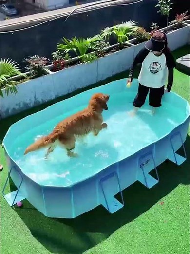 Non-inflatable Folding Kiddie Pool Dog pool #kidpool #dogpool