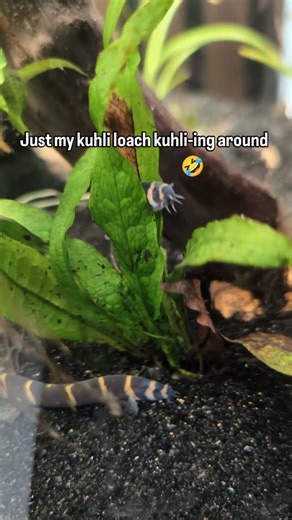 Kuhli loaches are such silly creatures. Always digging. Always kuhli-ing around 🤪 #corydorables #freshwaterfish #aquariumhobby #nanofish #fishhobby #smallbusiness #kuhliloach #algaeeater #fishybusiness #communityfish | Corydorables