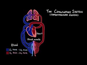 The Circulatory System - Introduction