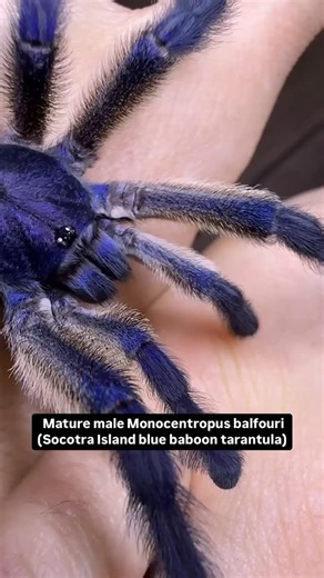 4.6K reactions · 248 comments | The color on this Socotra Island blue baboon tarantula (Monocentropus balfouri) at @buddha_bugs is truly incredible! ✨ TRR is made possible by @palmstreetapp #socotraislandbluebaboontarantula #bluebaboontarantula #monocentropusbalfouri #monocentropus #tarantula #tarantulakeeper #spider #arachnid #insectworld #bug #invertebrate #thereptilereport #thereptilereportofficial | The Reptile Report | Facebook