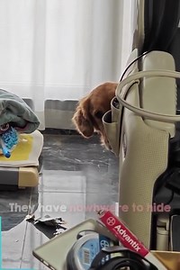 235K views · 6.5K reactions | Some of the looks from these guilty dogs #LaughingAnimals #AnimalAntics #CuteAndFunnyPets #FunnyPetMoments #AnimalLaughs #HilariousAnimals #PetHumor | TV - | Facebook