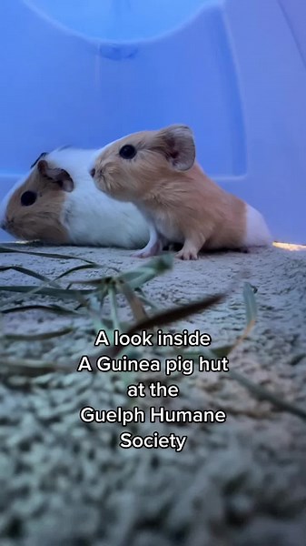 Inside the Guinea Pig Hut: Birth of a Precocial Guinea Pig Pup