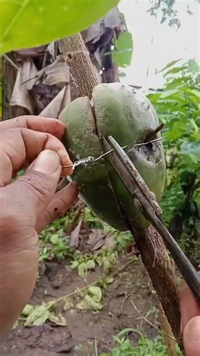 Multiply Plants Results 😱😍 | Amazing Plant Propagation Technique 🌱