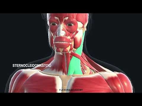 Clavicle Bone Explained in 3 Minutes | Anatomy, Ligaments, Attachments & Functions in Hindi