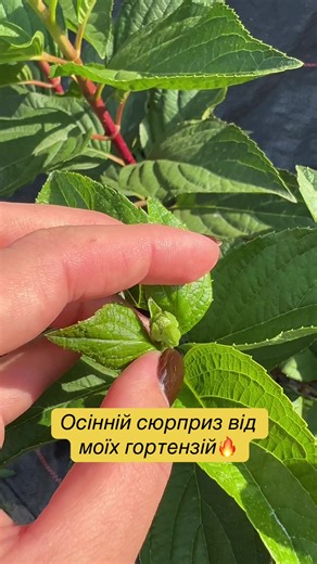 Гортензії закладають бутони у вересні☺️ #гортензія #волотистагортензія #квіти #рослини #доглядзагортензіями