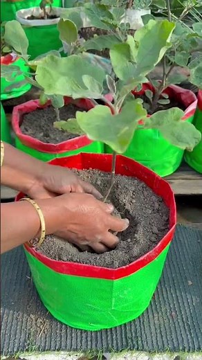 Secret Organic Fertilizer Recipe for HUGE Eggplants! 🍆🌱 (Fruit Peels + Turmeric) #Shorts #Gardening