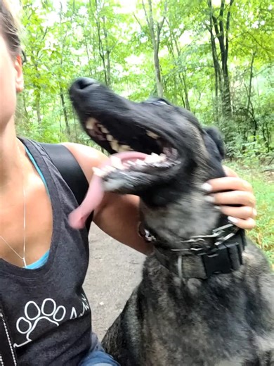 #shepherd #ninja #dutchshepherd #dutchie #tiktokdogs