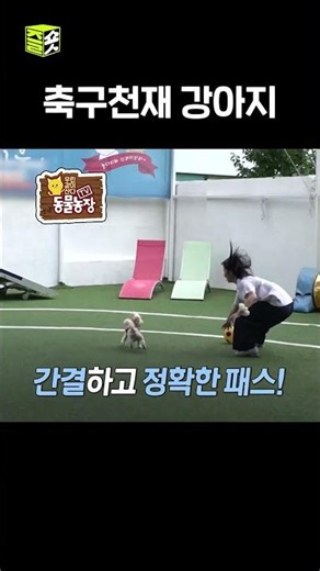 화려한 기술 뽐내기 #달리 #DALI #TV동물농장 #shorts