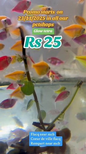 WIMPY PET SHOP on Reels