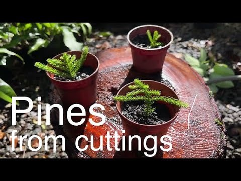 How to grow Tropical Pines or Norfolk Island Pines cuttings