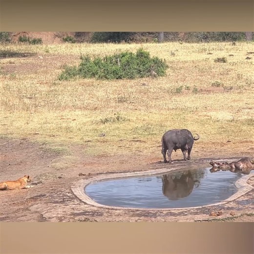 8.8K views · 127 reactions | Buffalo Pays Final Respect And Chase Lions | Animals King | Facebook