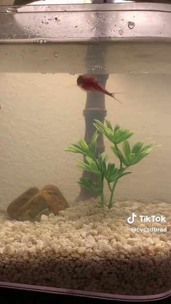 Happy little triop #triops | triops