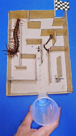 "Escape or Be Eaten! Centipede Runs the Deadly Maze"