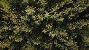 Take a walk through the grounds at Balmoral Castle and experience the landscape that has inspired generations of the Royal Family. Wander at your own pace and enjoy our new audio tour, follow the fun of the squirrel trail, and step inside the Castle’s grand Ballroom to discover a special exhibition celebrating over 170 years of gardening heritage at Balmoral. Our General Admission tickets are perfect for a day out, with options for Adults, Children, and Families. A Family ticket covers two adult