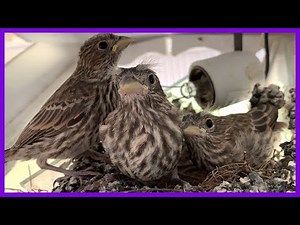 House Finch Fledglings Birds Leaving The Nest