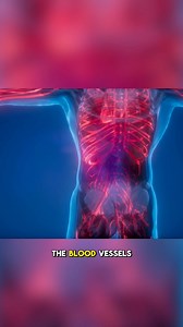 How long are your blood vessels? 🩸 #medical | Fact Mania