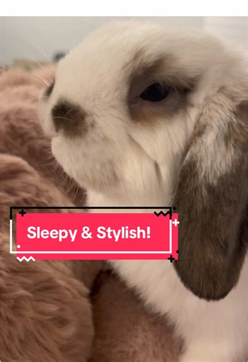 Cozy Mattress and Stylish Blanket for Bunnies