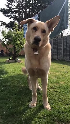 Understanding the Sheprador: German Shepherd and Labrador Mix