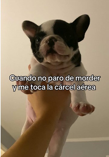 Bulldog Francés: Cuando No Para de Morder