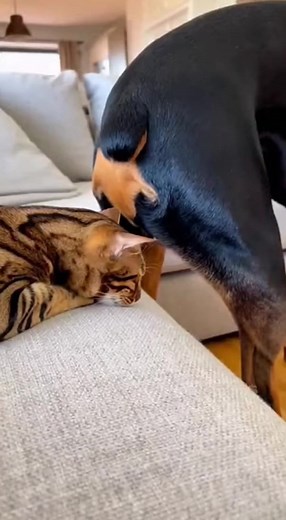 Funny Cat Moments: Planet of Cuties Compilation