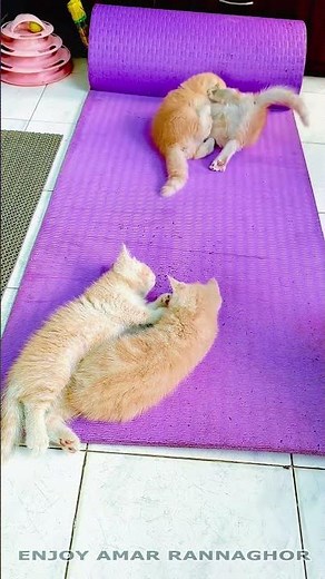 Cute Kitten Playing 13 #kittensplaying #cutekitten #kittens