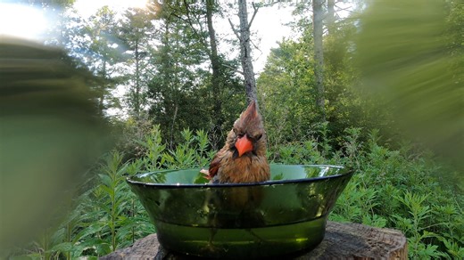 4.6K views · 515 reactions | Northern Cardinal Bath | Critter Cam | Facebook