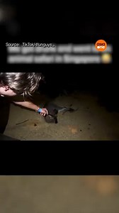 2.1K views · 42 reactions | These drunk YouTubers touched some animals at Night Safari “4fun”, but Singaporeans are not having any of it. Mandai Wildlife Group has made a police report. Read more: https://bit.ly/3Z5tijz For all the latest updates: https://t.me/AsiaOnecom | AsiaOne | Facebook