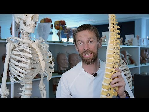 Intervertebral disc (anatomy)