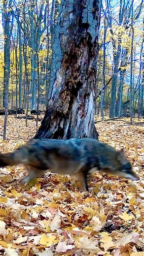 Coyote Moves Through Forest