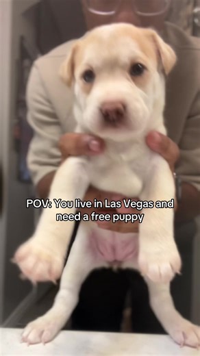 Adopting Puppies in Las Vegas: Find Your New Best Friend