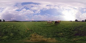 Need a break from today? Plug in your earbuds and take a relaxing stroll through Riverhill Farms, one of our 700 independent family farms, with this audio and visual 360 experience. | Shady Brook Farms