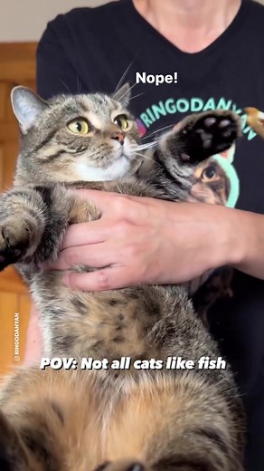 Exploring the Cat-Fish Connection: Why Cats Love Fish