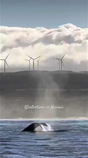 Wintertime in Hawaii 🐋🌊 one of my favorite seasons #hawaii #humpbackwhale #ocean #1