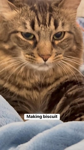 5.4K views · 725 reactions | Cat making biscuits #cat #fblifestyle | Cat is Life | Facebook