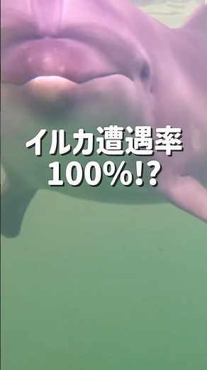 【大阪】イルカ遭遇率100％!?堺の癒しスポット紹介