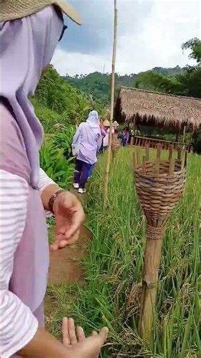 rice field view ❤️🥰 #field ‪@traktor_sawah‬ #natural